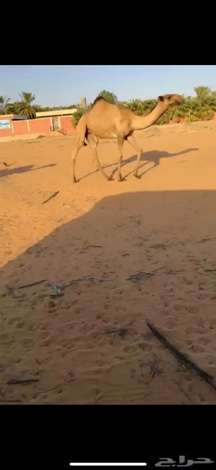 للبيع بكره رمانيه 0