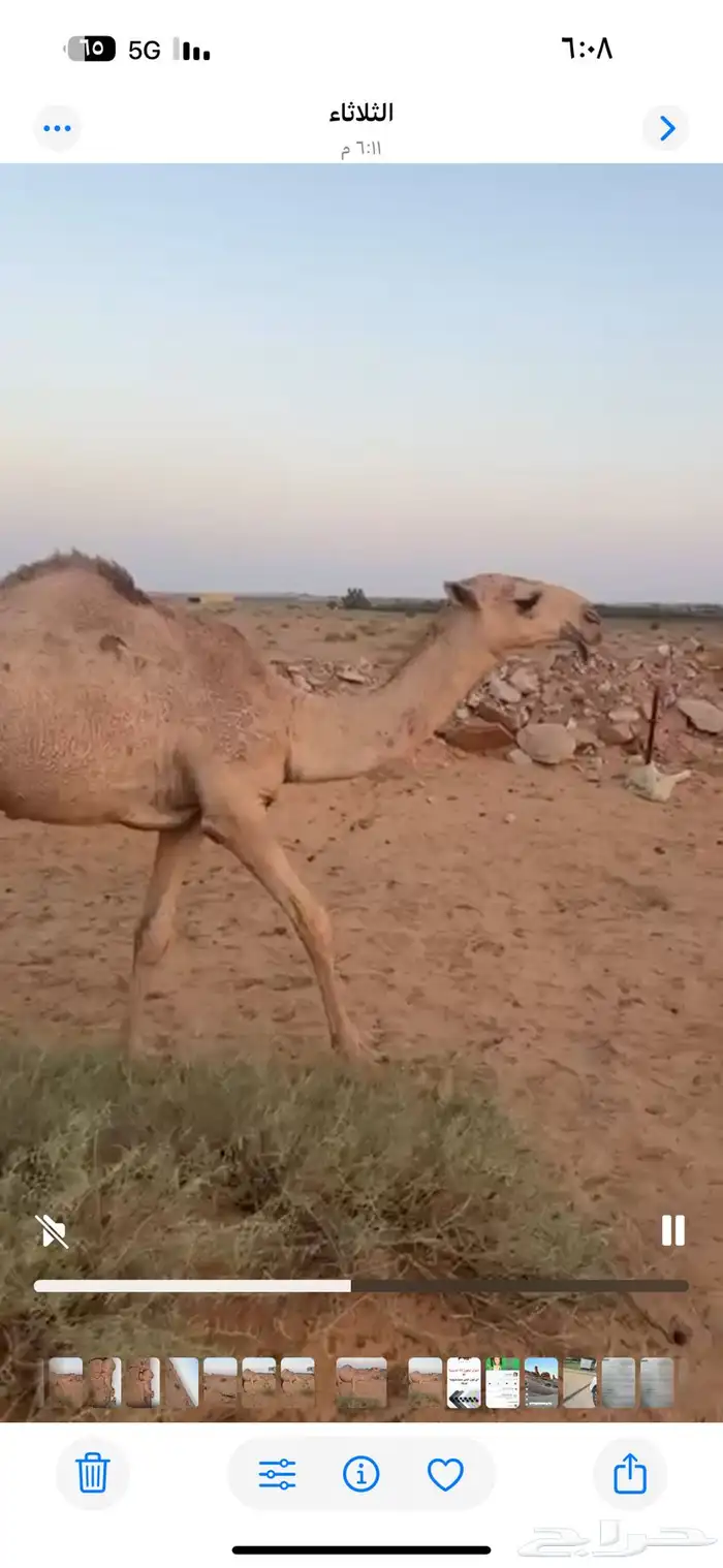بيع بكره 0