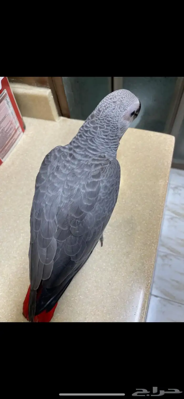 فرخ كاسكو كينقو مميز 5