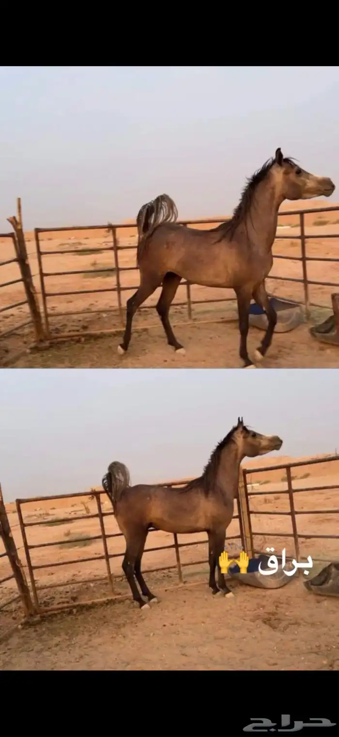 حصان شعبي 0