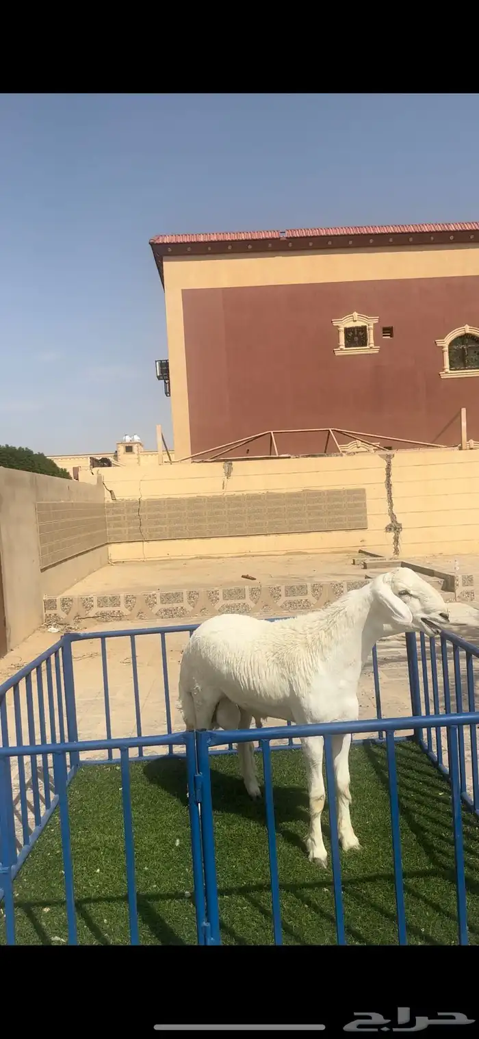 مشروع حري فاخر 0