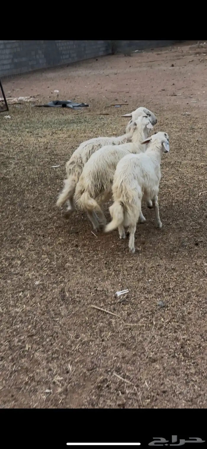 خرفان 0