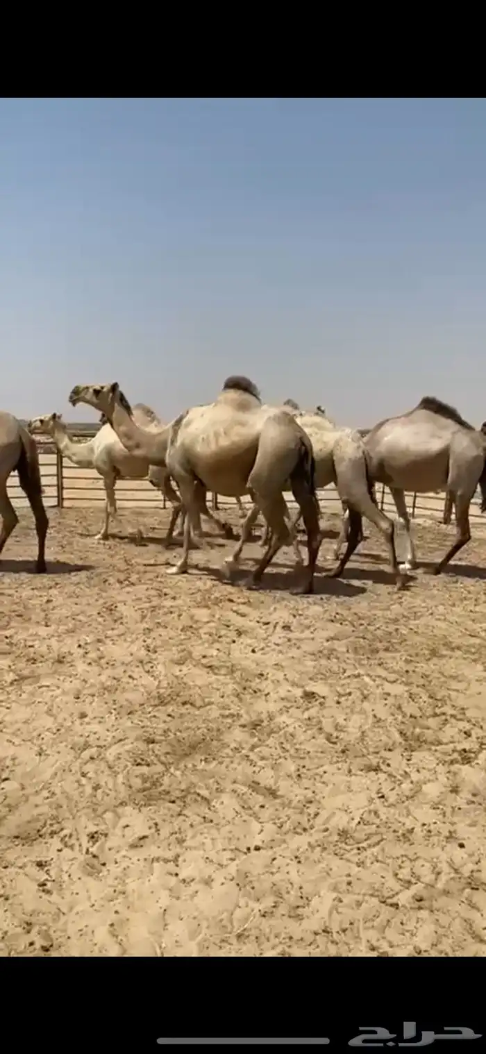 ابل شقح العدد 9 كفو وطيبه واشباب تلاد مراح واحد 1