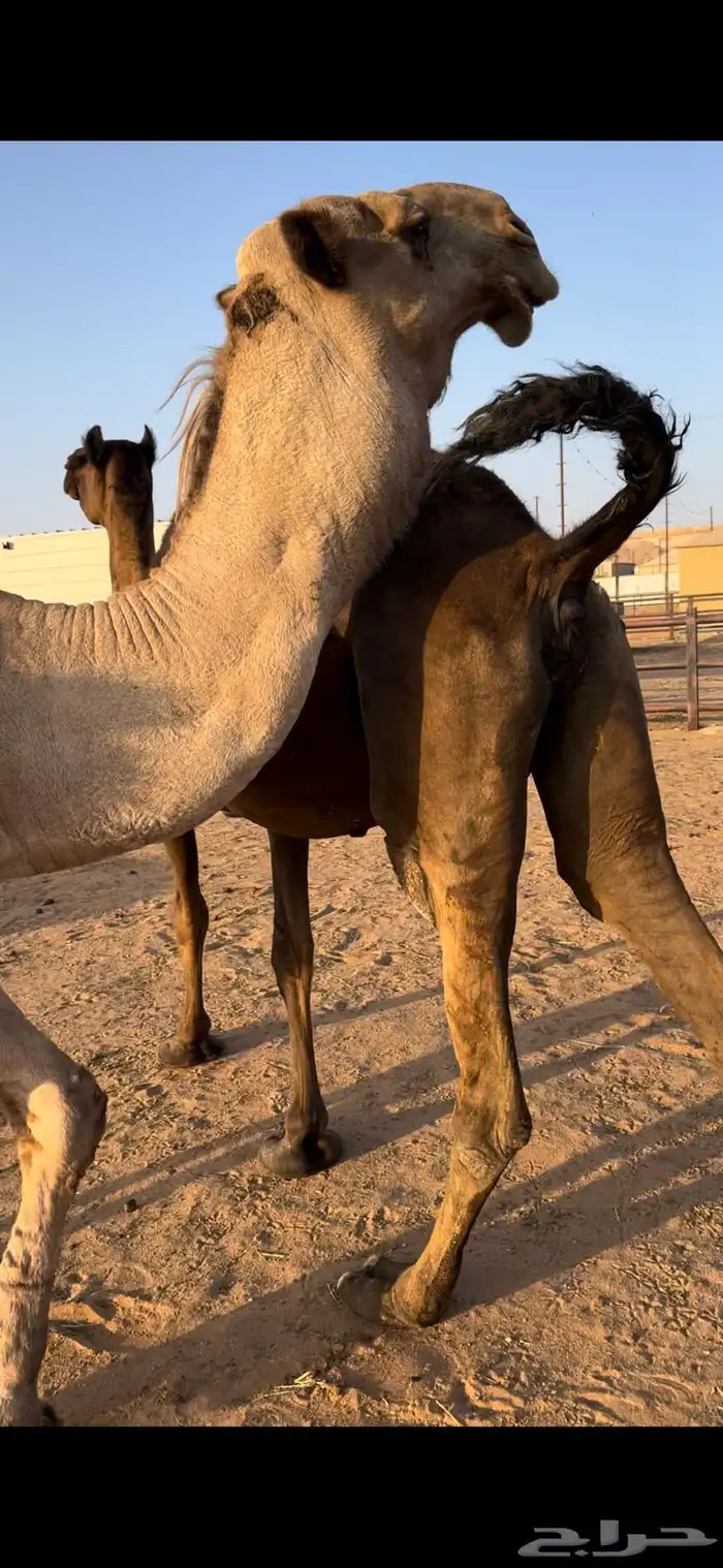 لقحه مجهم ثنو طيبه 4