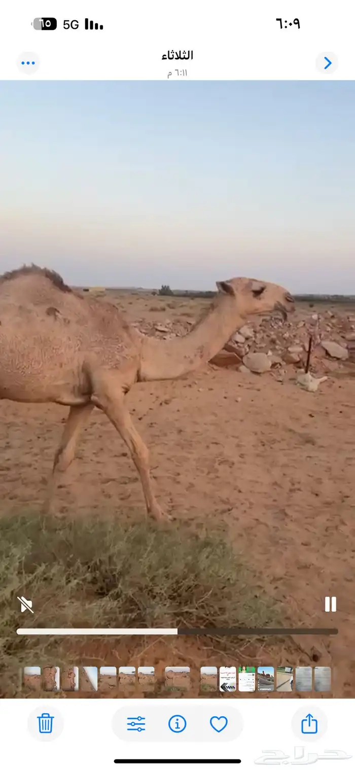 بيع بكره 2