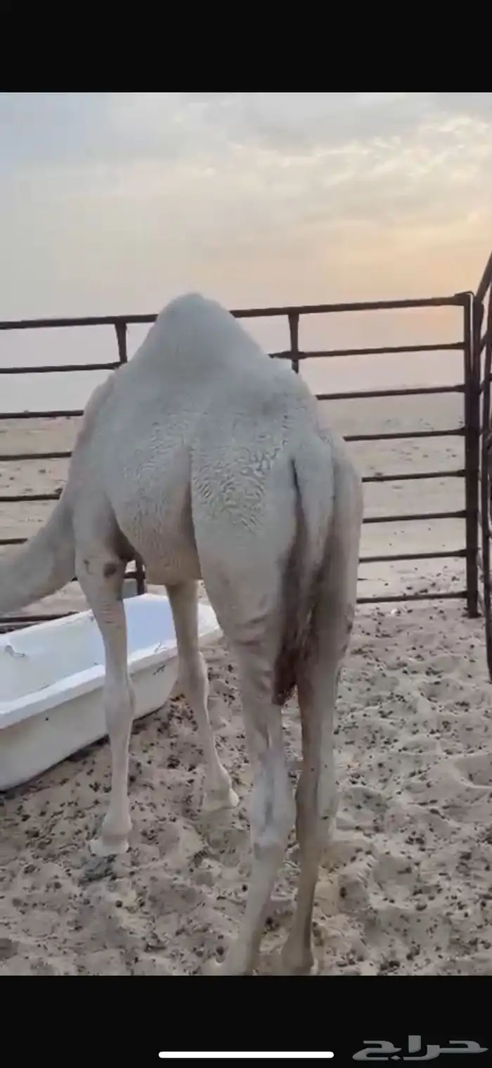 قعود طيب 0