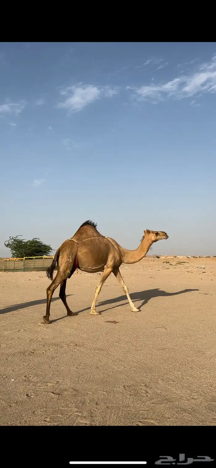 خلفه ساحليه منيحه رقم واحد فل حليب(تم البيع) 3