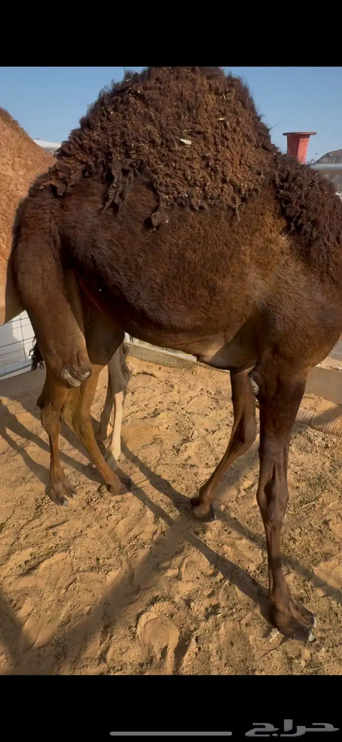 بكره من تحت امه للبيع شي كفو 0