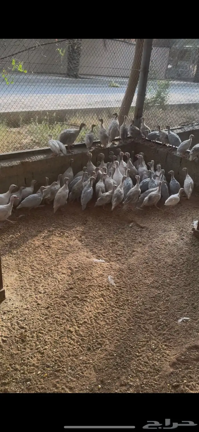 طيور 0