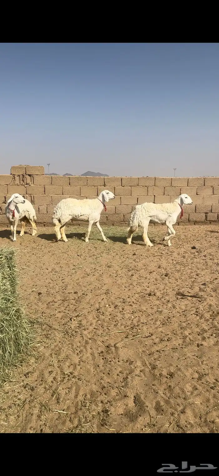 رخال حريات صنف بيع مستعجل 0