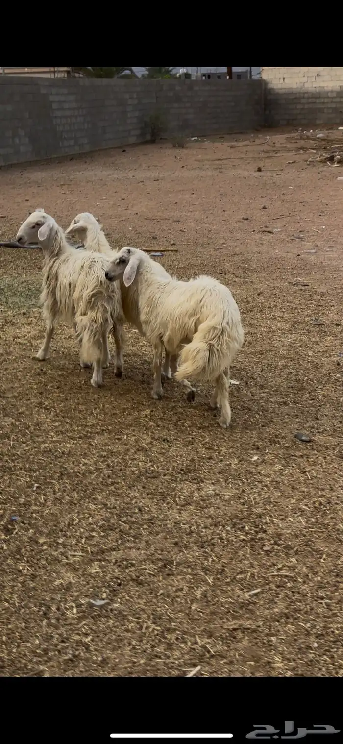 خرفان 4