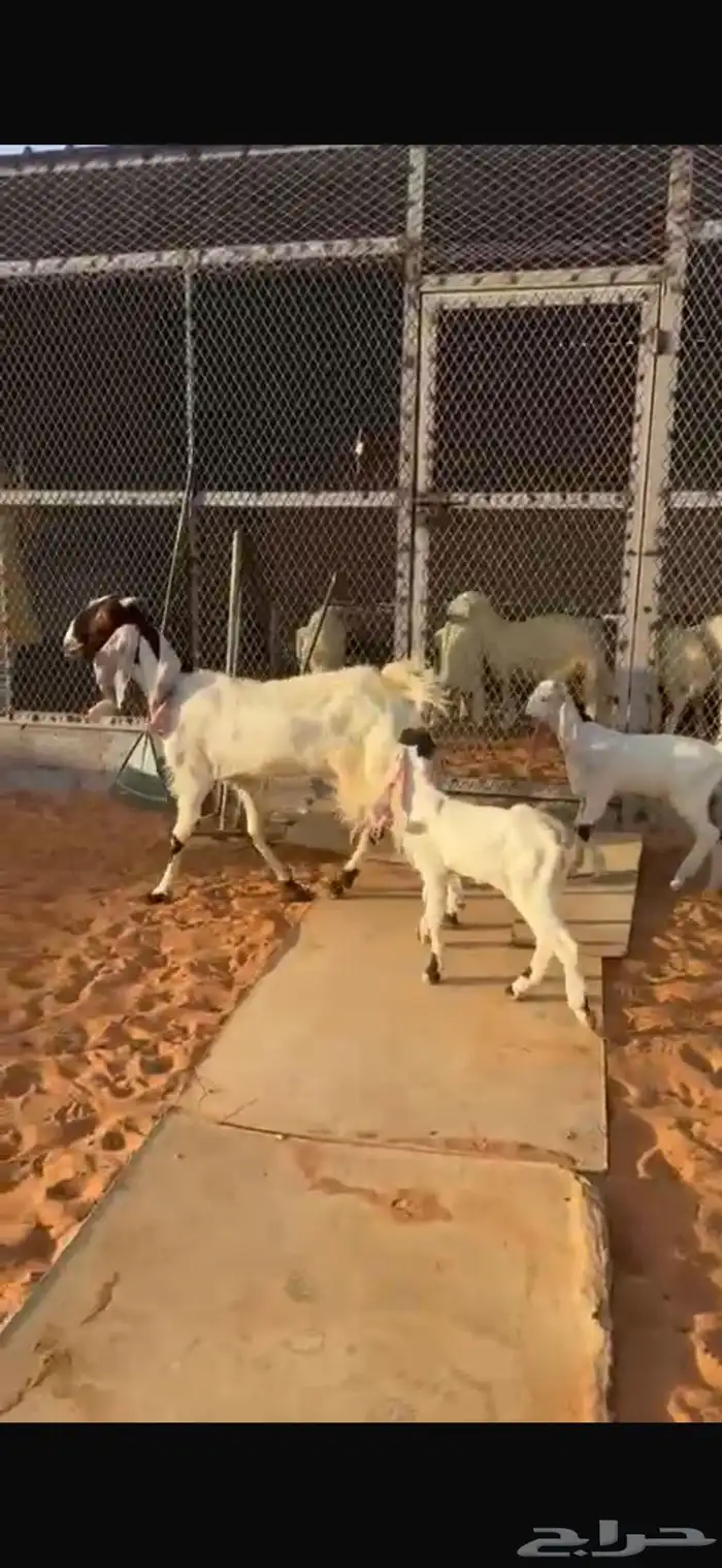 للبيع معزا 4