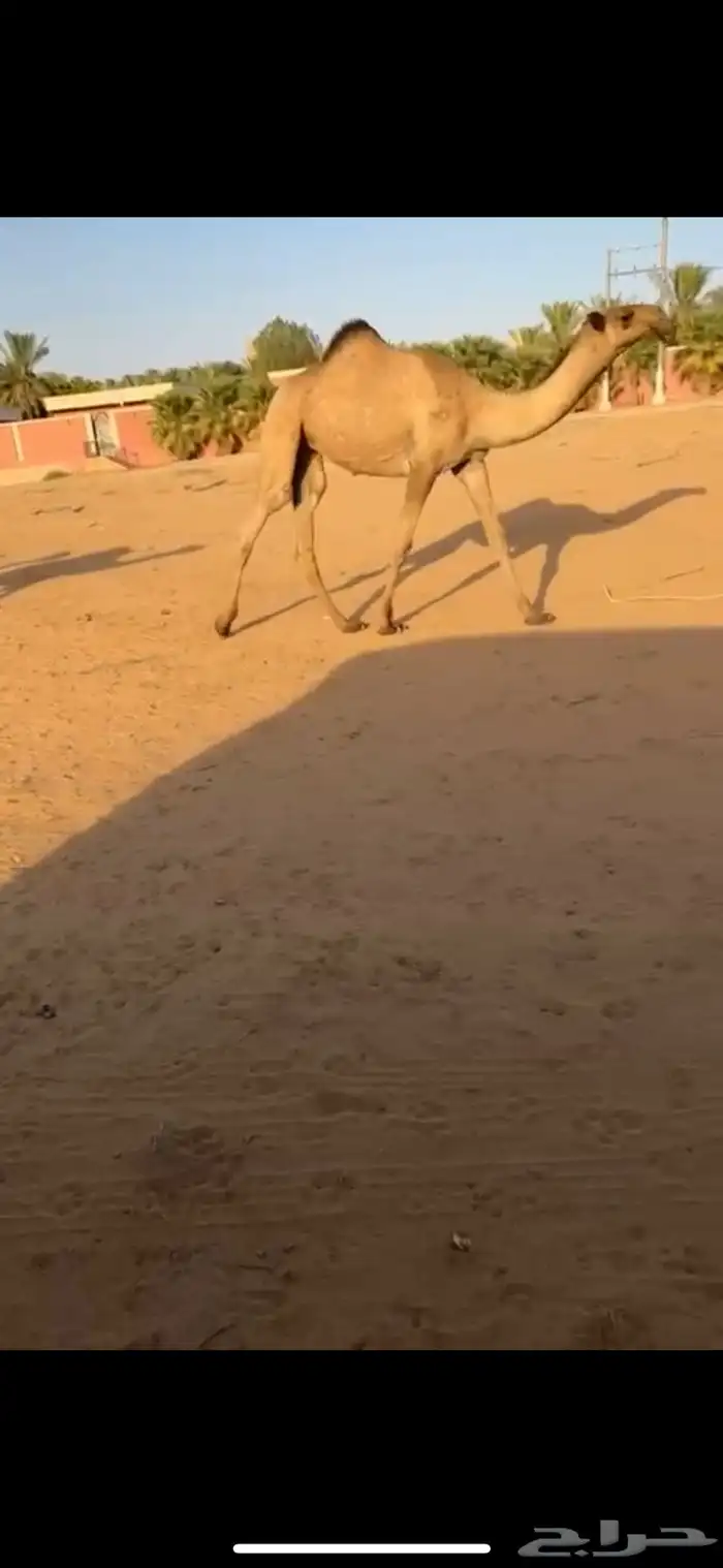 للبيع بكره رمانيه 1