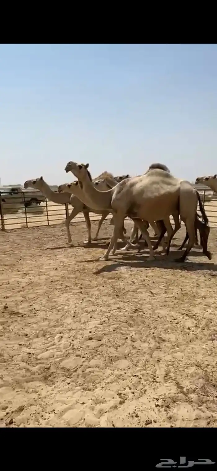 ابل شقح العدد 9 كفو وطيبه واشباب تلاد مراح واحد 0