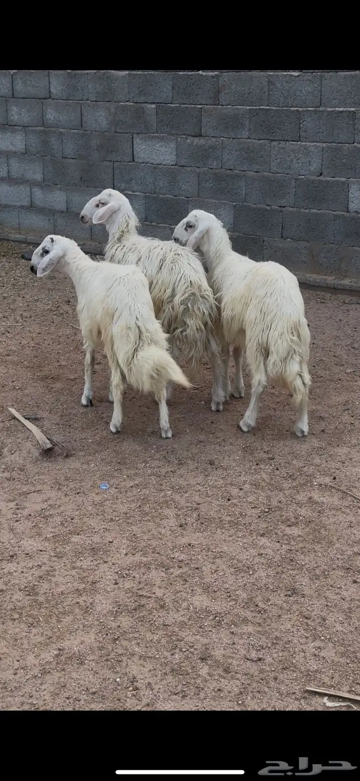 خرفان 1
