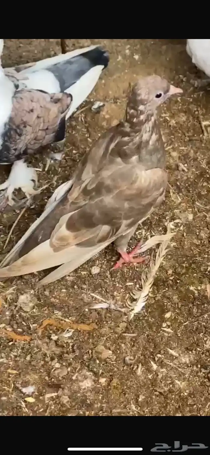 حمام زينه مستويات حلوه للبيع جمله 1