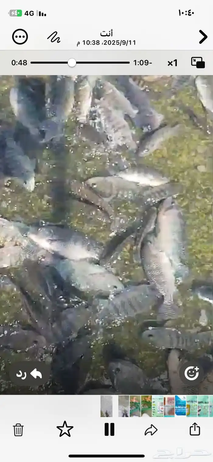 للبيع سمك بلطي طن ونصف من 300الي 400جرام وطن من 200الي 250ج 3