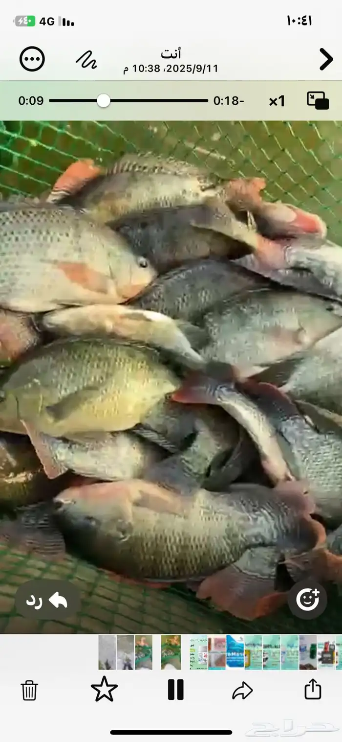 للبيع سمك بلطي طن ونصف من 300الي 400جرام وطن من 200الي 250ج 1