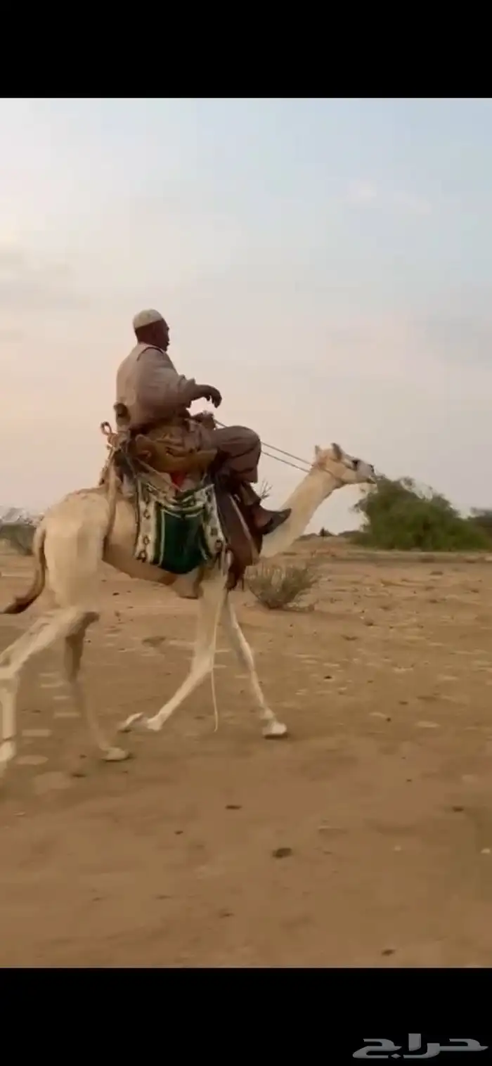 قعود ركبي حر طايع على شرط السن حق موقع المظيلف 1
