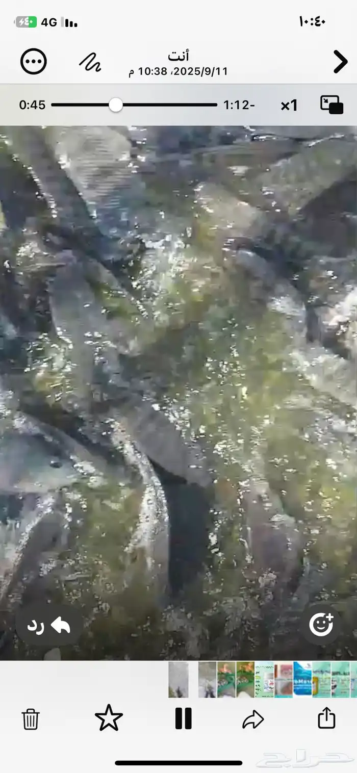 للبيع سمك بلطي طن ونصف من 300الي 400جرام وطن من 200الي 250ج 6