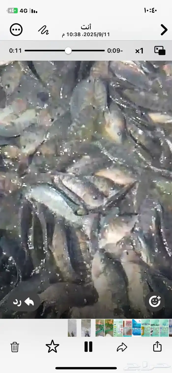 للبيع سمك بلطي طن ونصف من 300الي 400جرام وطن من 200الي 250ج 8