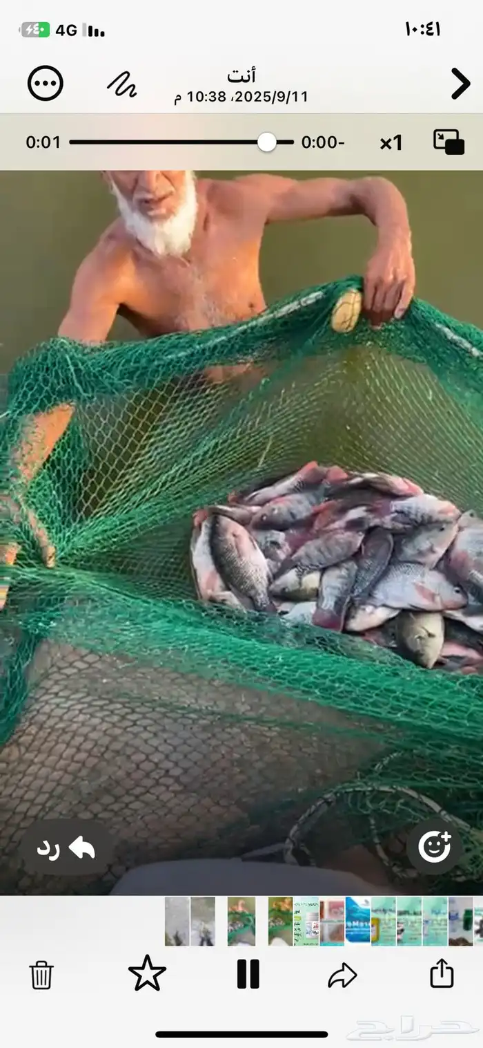 للبيع سمك بلطي طن ونصف من 300الي 400جرام وطن من 200الي 250ج 4