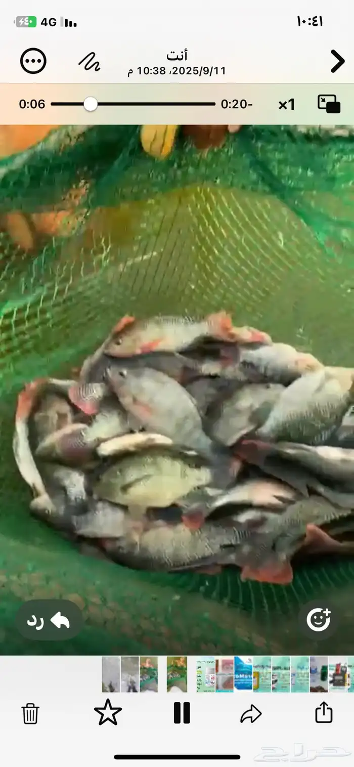 للبيع سمك بلطي طن ونصف من 300الي 400جرام وطن من 200الي 250ج 2