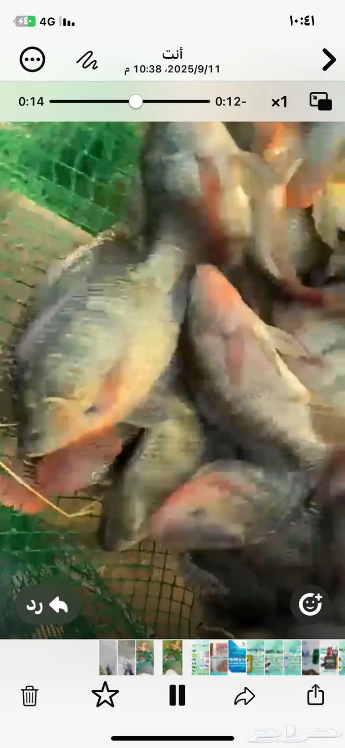 للبيع سمك بلطي طن ونصف من 300الي 400جرام وطن من 200الي 250ج 0