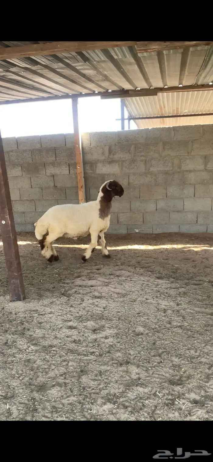 خروف طيب 1