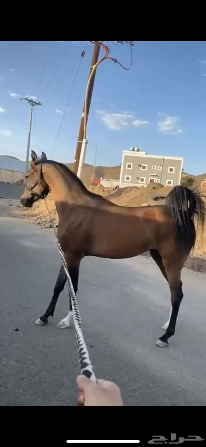 مهره للبيع شعبية 0