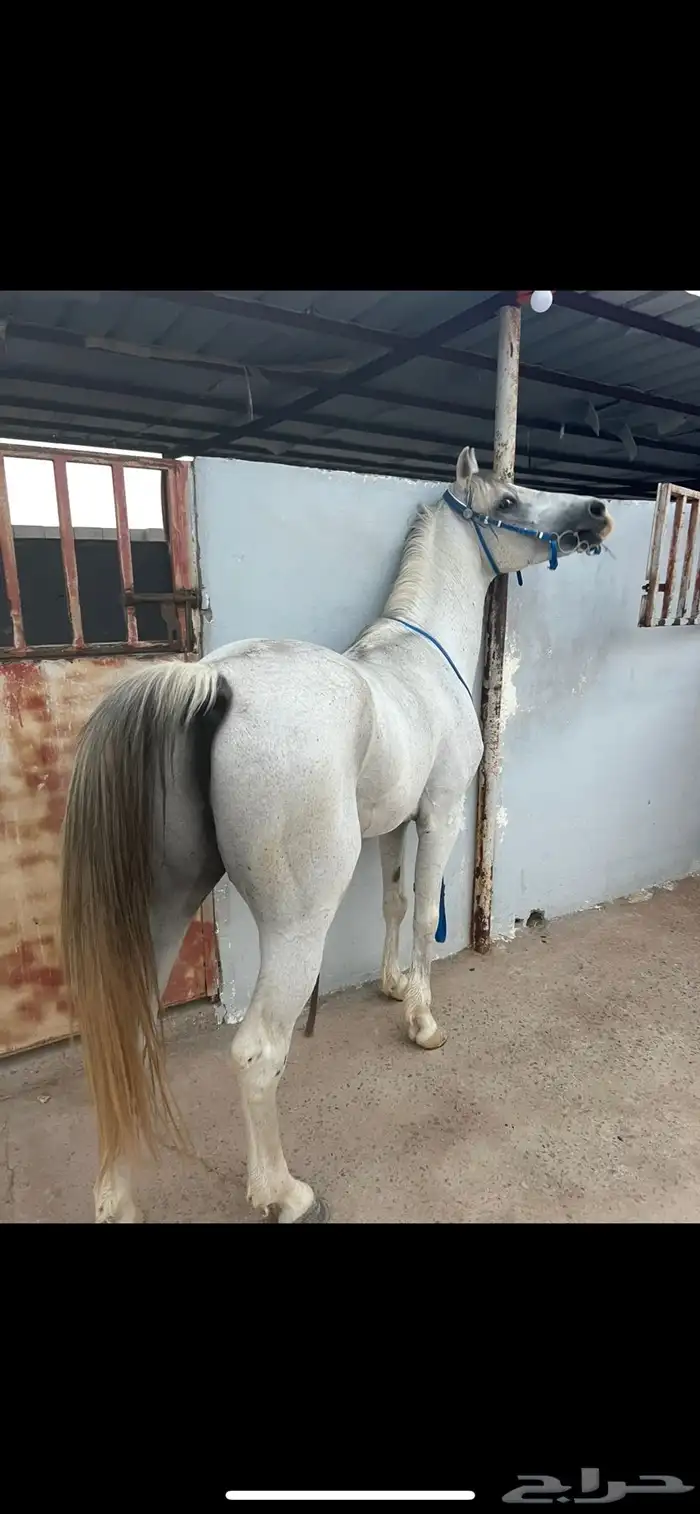 حصان جزيري البيع سمحه ومستعجل 0