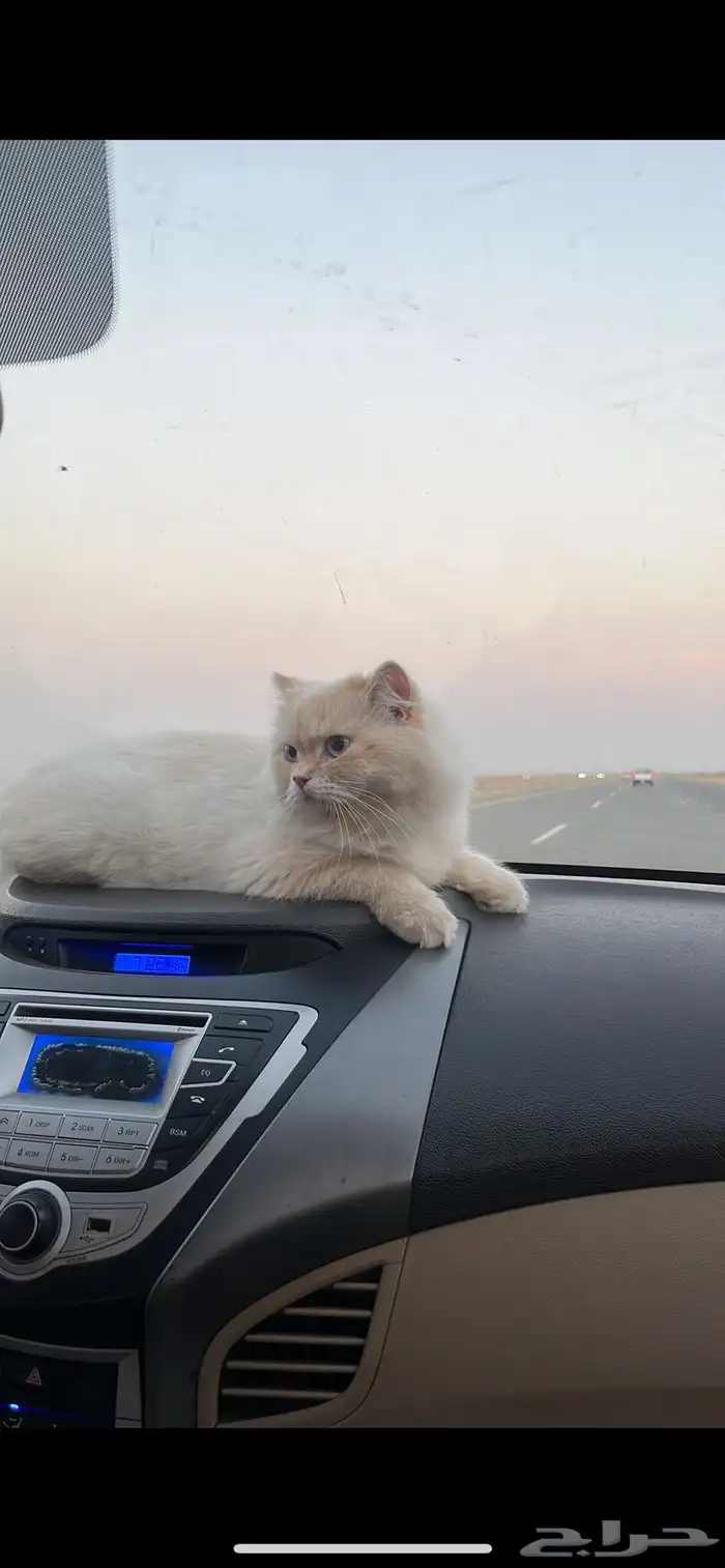 قط مفقود ( القرينيه) شارع بسر بن الحضرمي 0