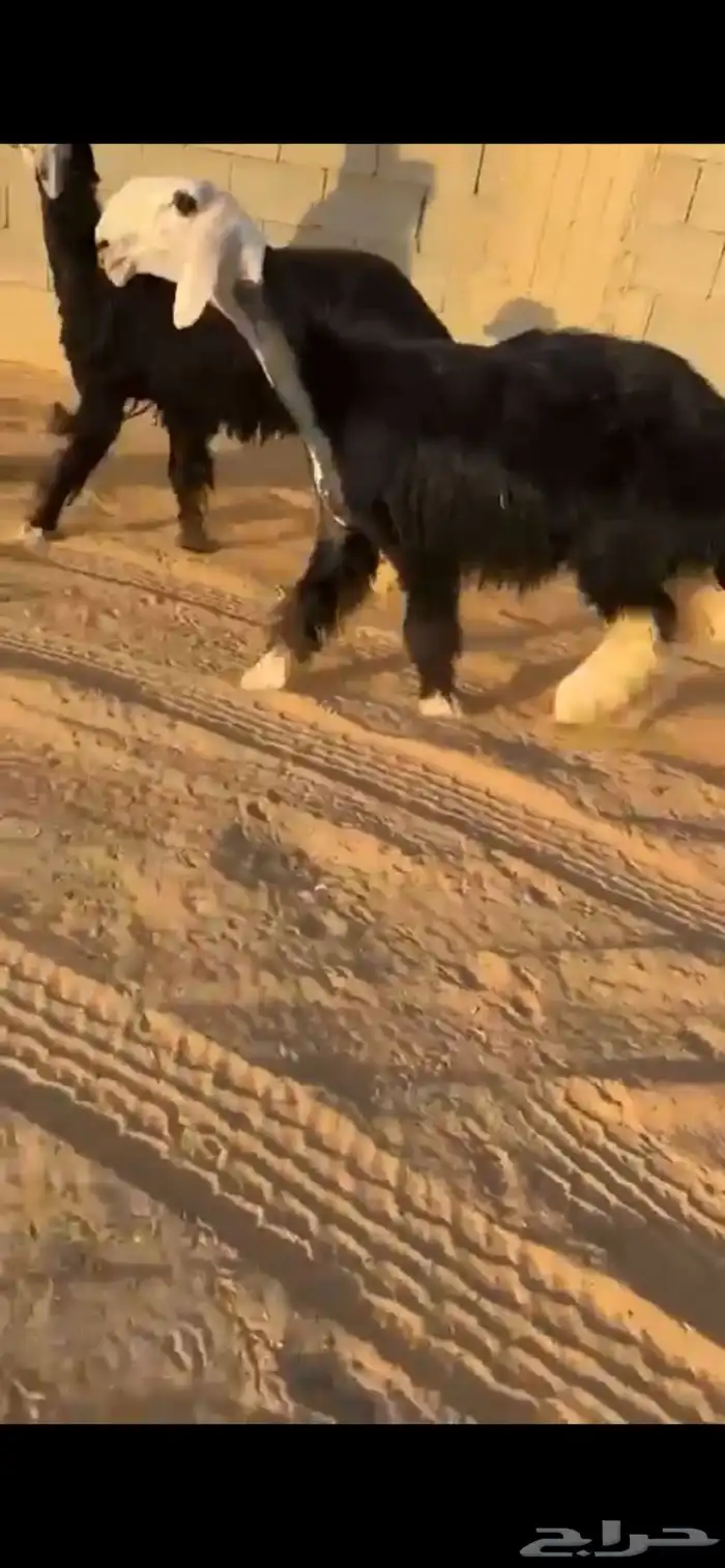 رخل نجدية كفووو(تم البيع) 1