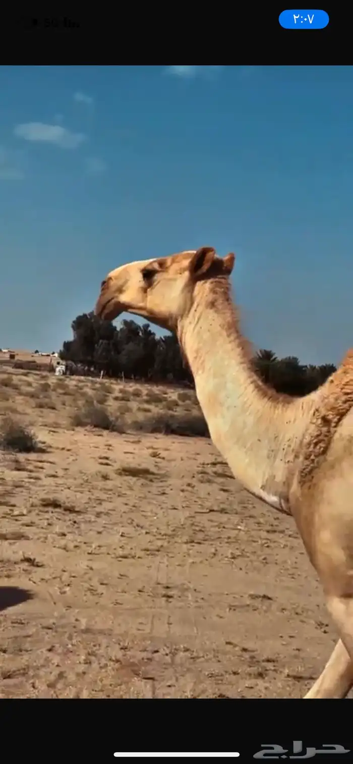 للبيع ناقه شعلاء طيبه مبيوع ولدها قبل ايام 0