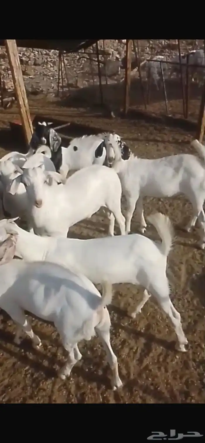 طليان حري وتيوس عوارض وبيشي مع الذبح والطبخ والتوصيل 3