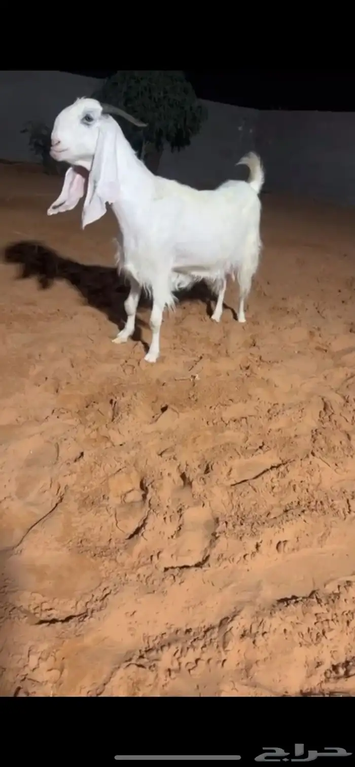 تم البيع 2