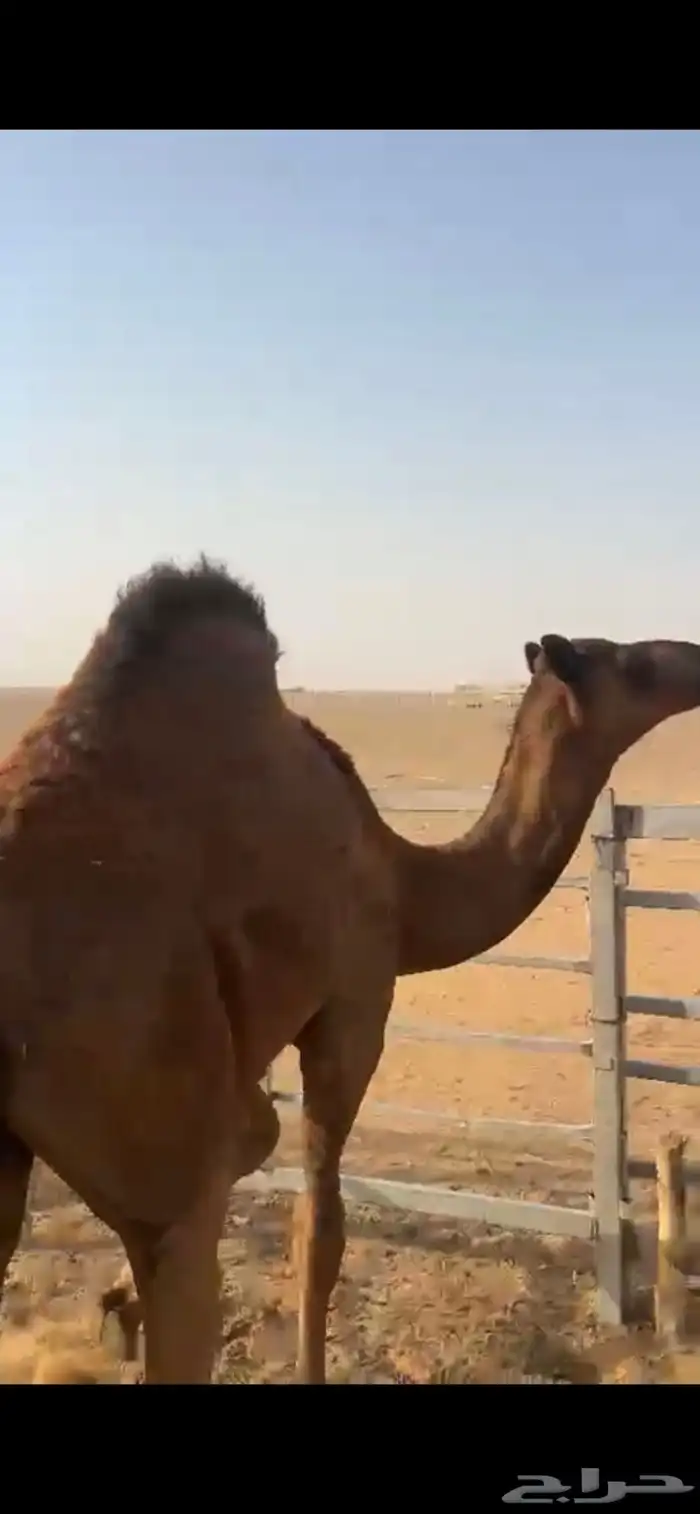 حشوان ذبح مفاردي كلها قعدان 2 2