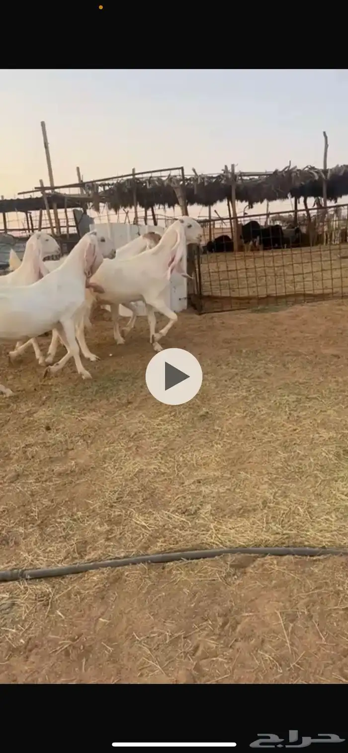معزا مشروك 2