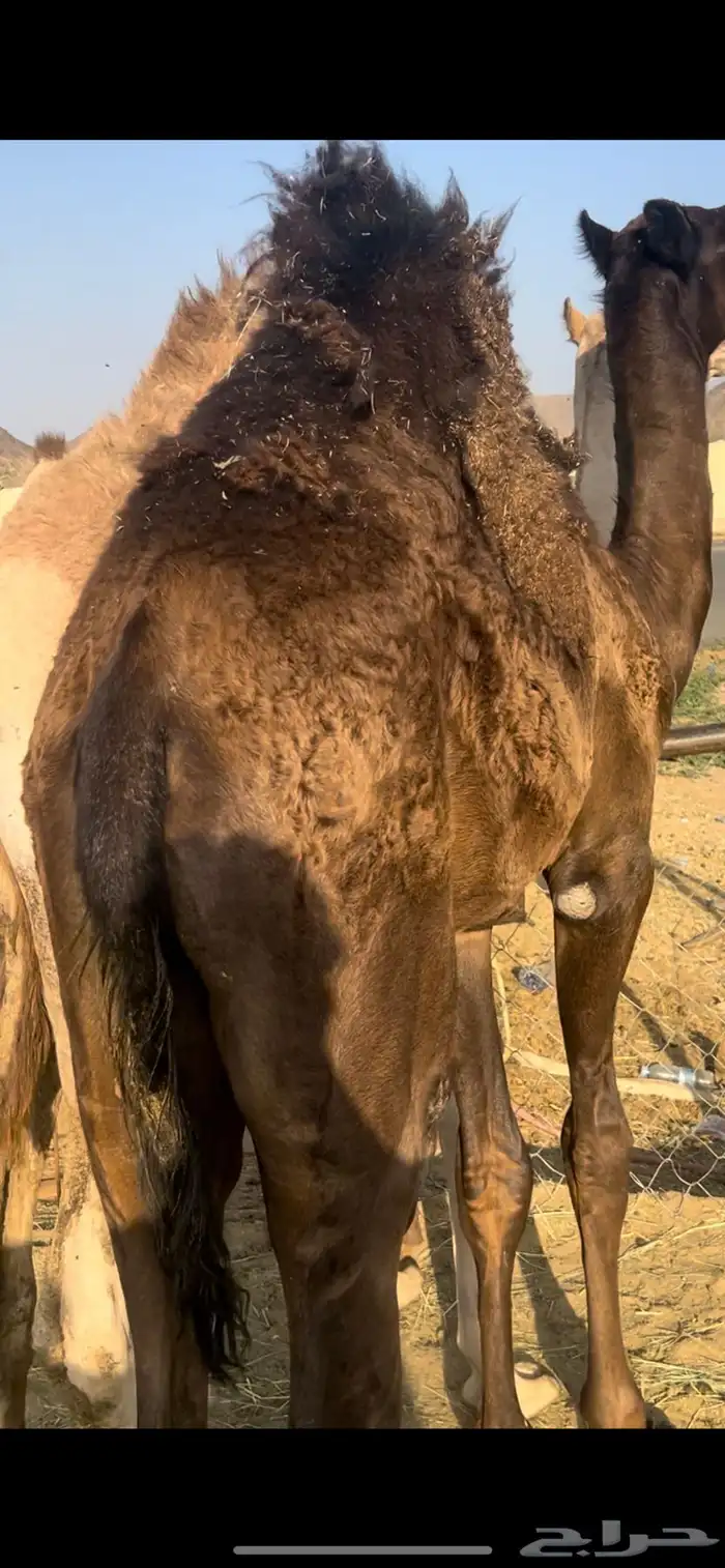 قعود بلدي جاي من البر على العشب والحليب 1