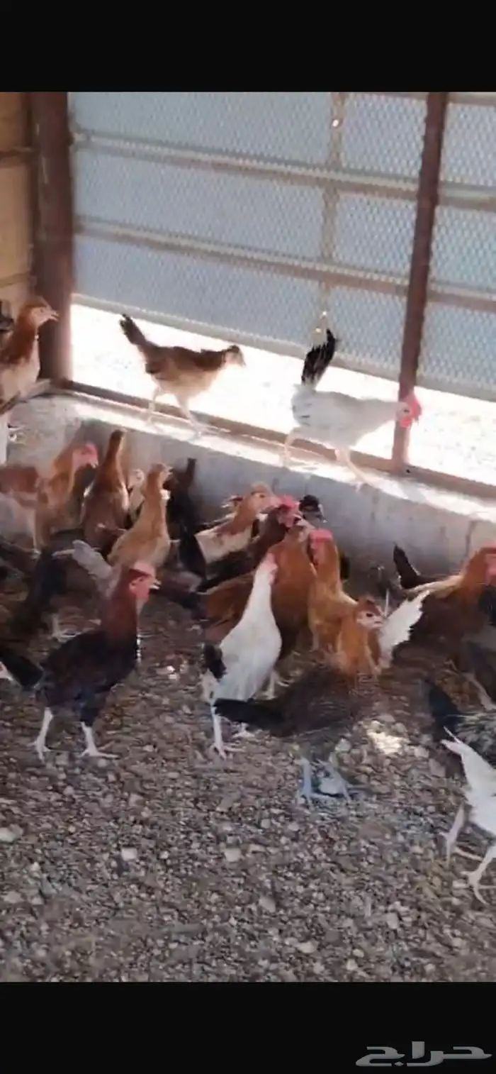 دجاج 2