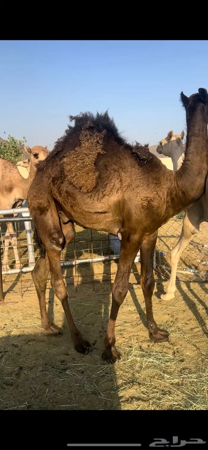 قعود بلدي جاي من البر على العشب والحليب 0