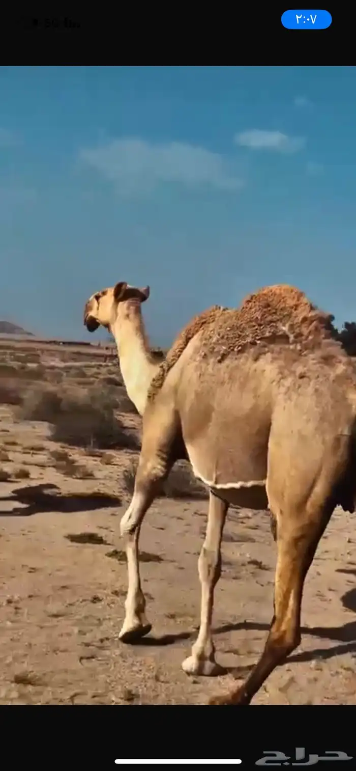 للبيع ناقه شعلاء طيبه مبيوع ولدها قبل ايام 2