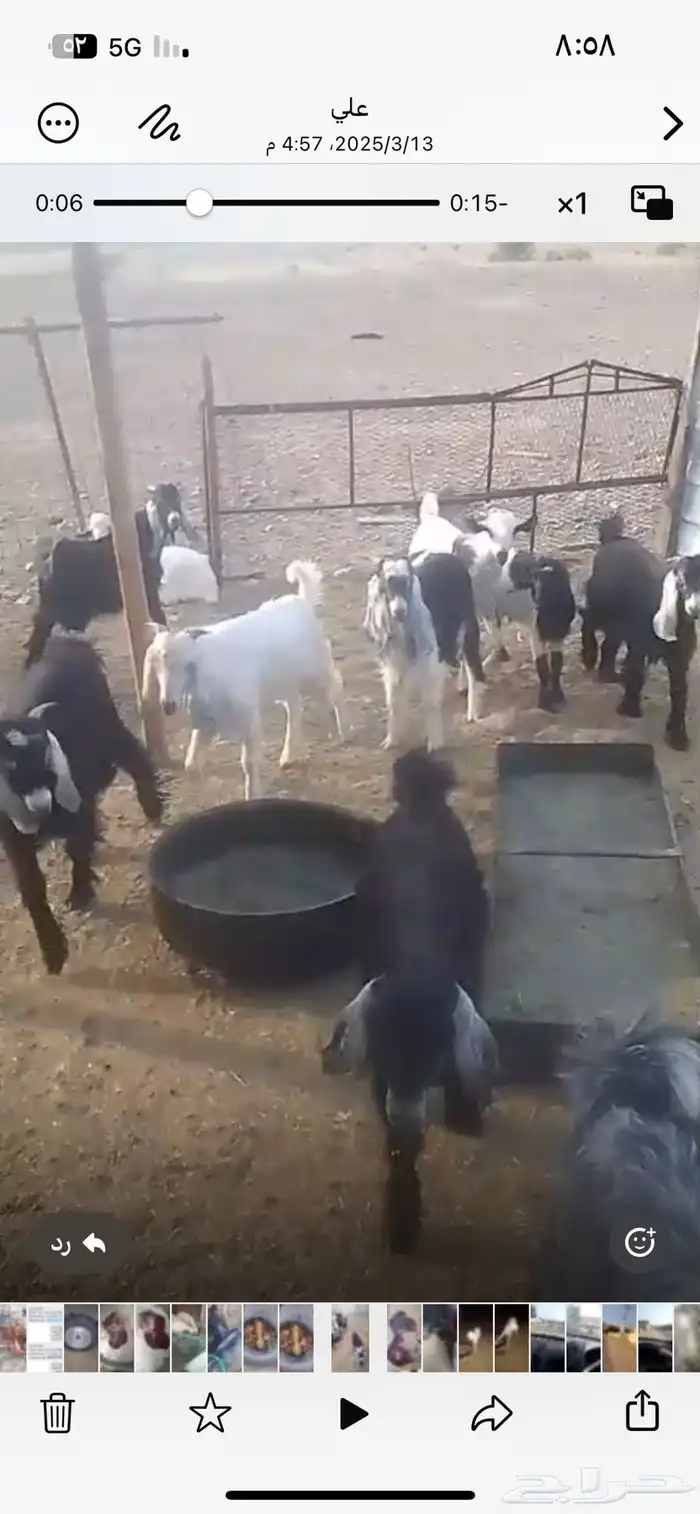 طليان حري وتيوس عوارض وبيشي مع الذبح والطبخ والتوصيل 6