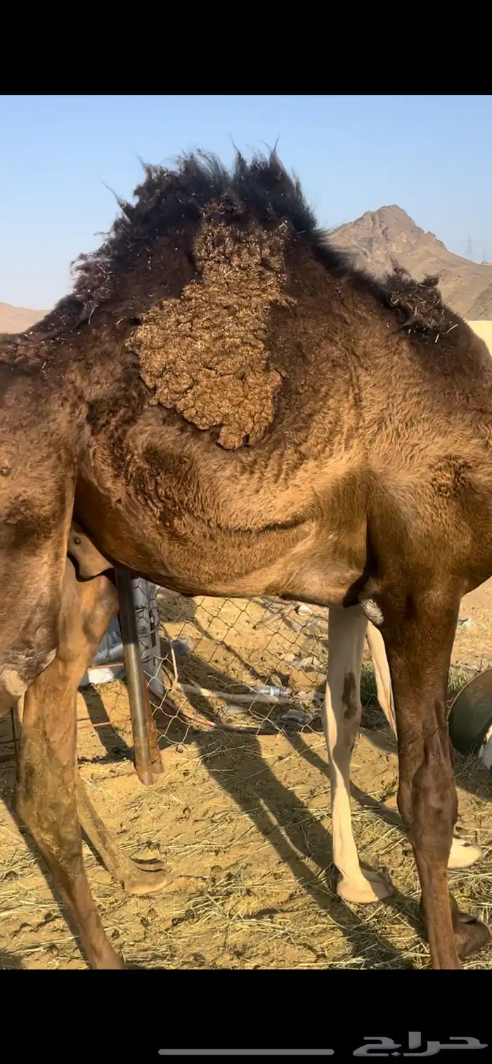 قعود بلدي جاي من البر على العشب والحليب 2