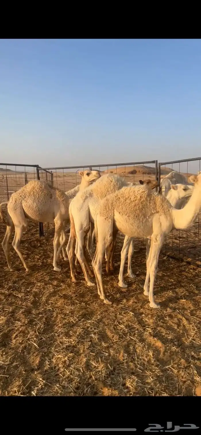 سبع حشو للبيع 1