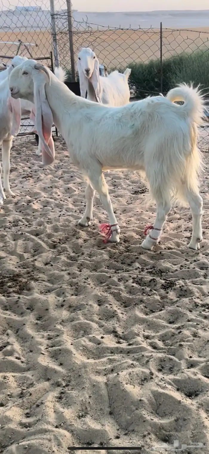 عرض مميز مراح صنف 1