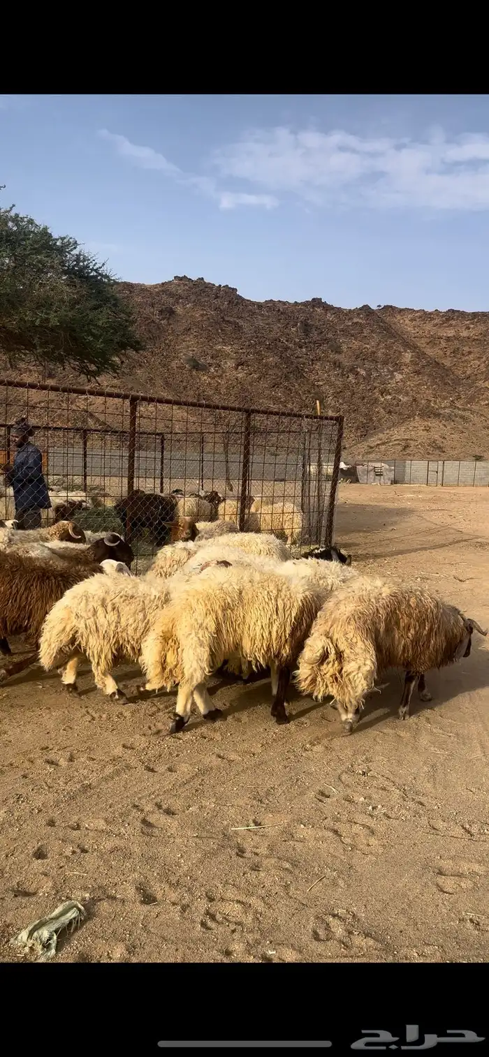 خرفان نعيم كرامات 1
