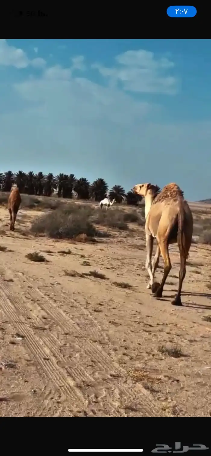 للبيع ناقه شعلاء طيبه مبيوع ولدها قبل ايام 1