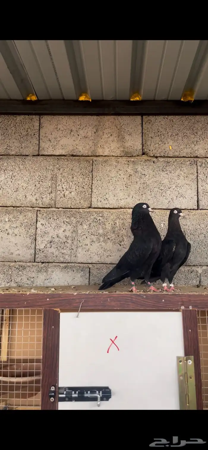 جوز رام بوري اسود صك ( تم البيع ) 0