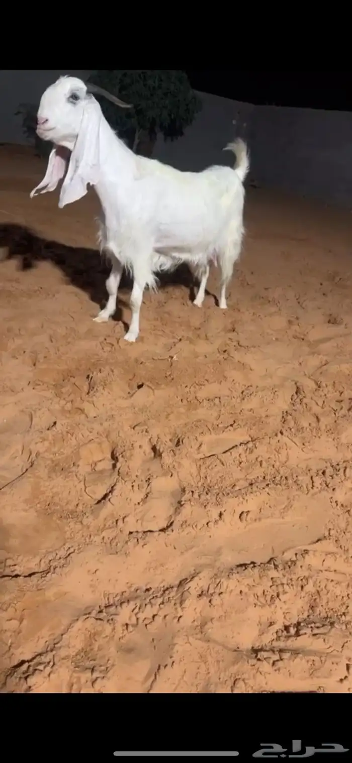 تم البيع 1